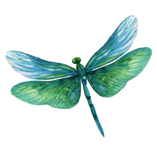 Jenseitskontakt Libelle